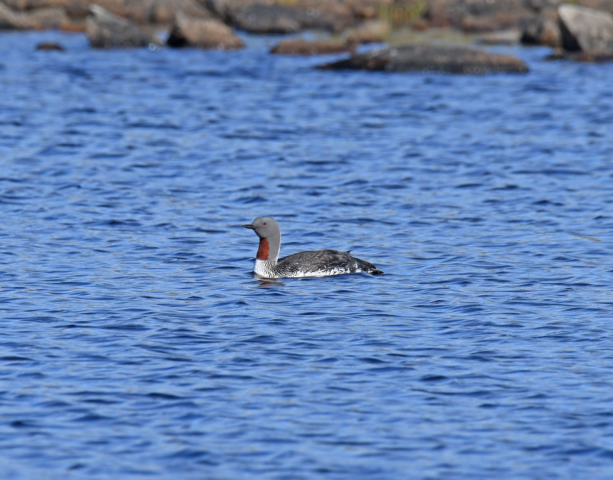 Red-throated Loon - Kat Byrd