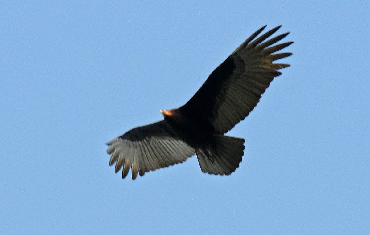 Lesser Yellow-headed Vulture - Charles Hundertmark