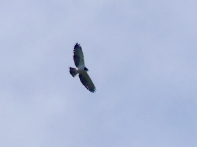 Short-tailed Hawk - Charles Duncan