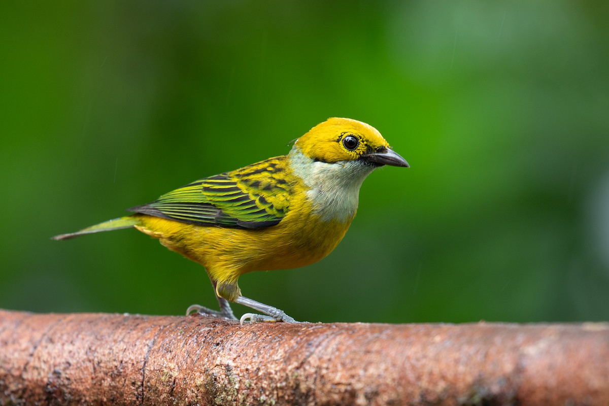 Silver-throated Tanager - Nick Dorian
