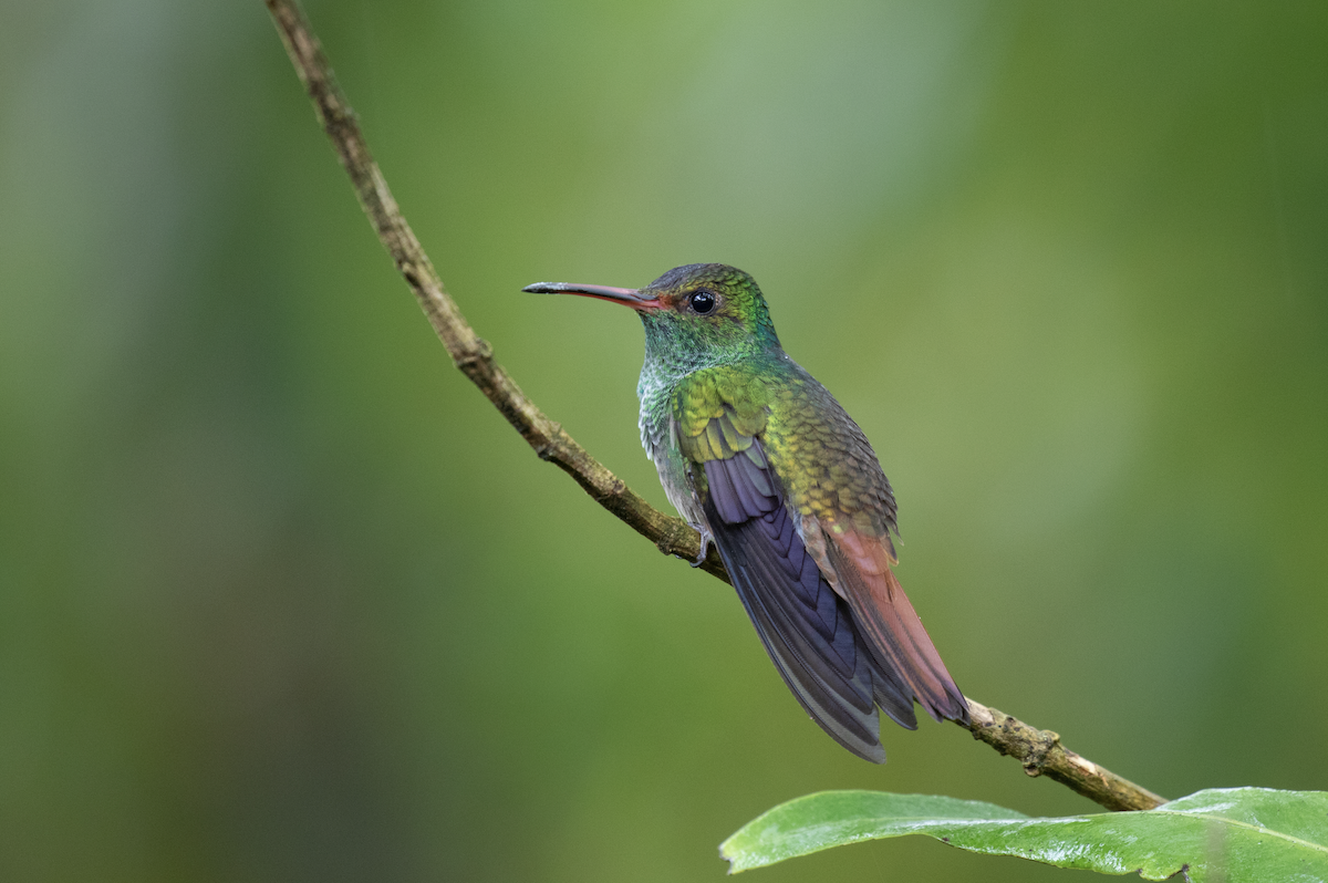 Rufous-tailed Hummingbird - Nick Dorian