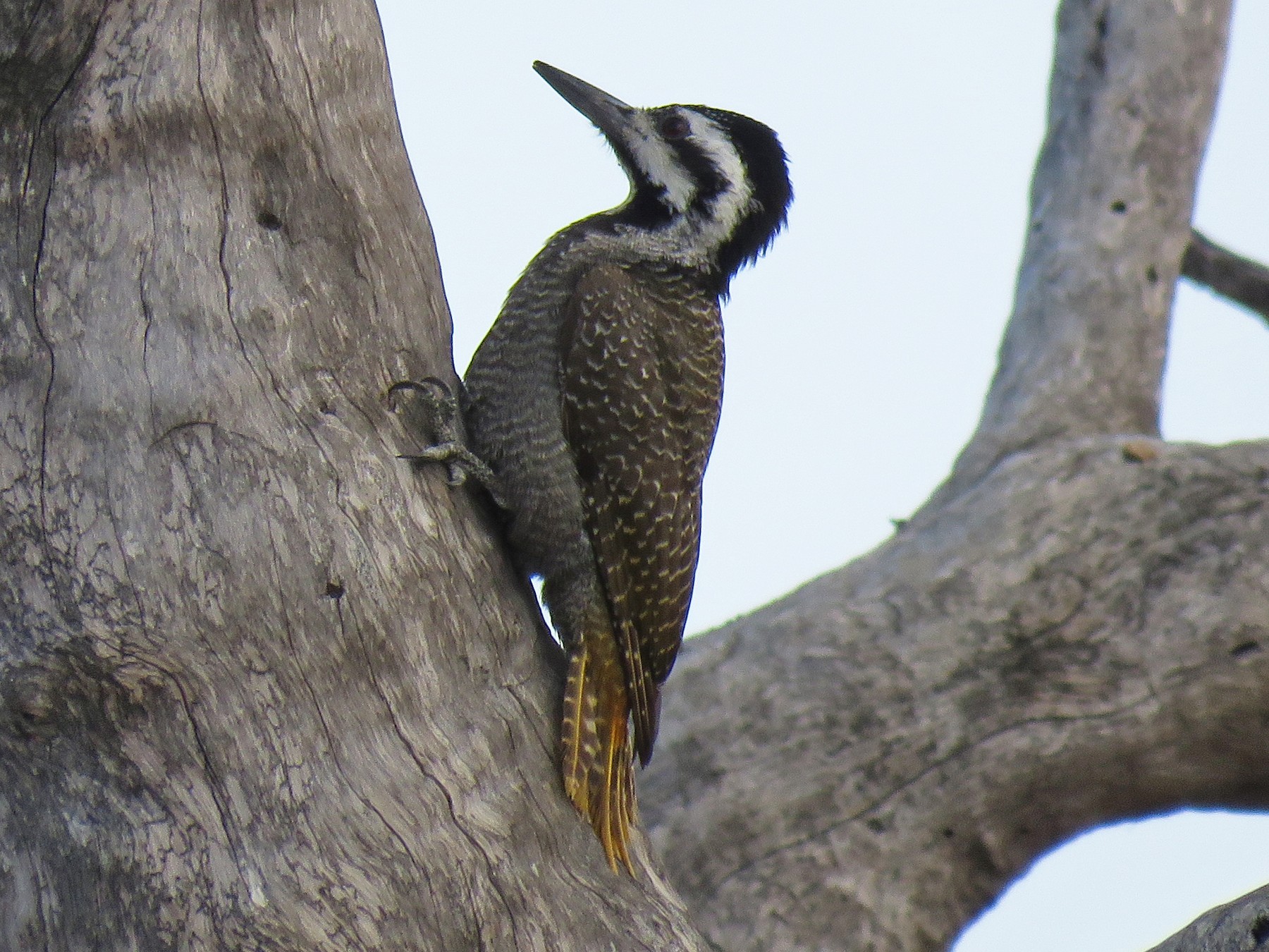 Bearded Woodpecker - Brad Arthur
