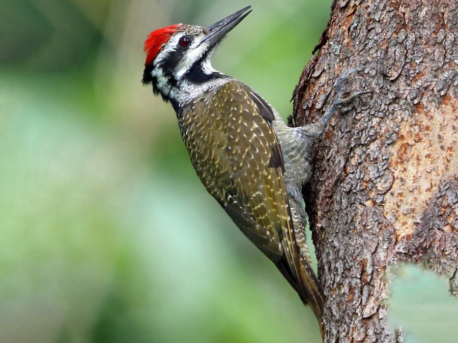 Bearded Woodpecker - eBird