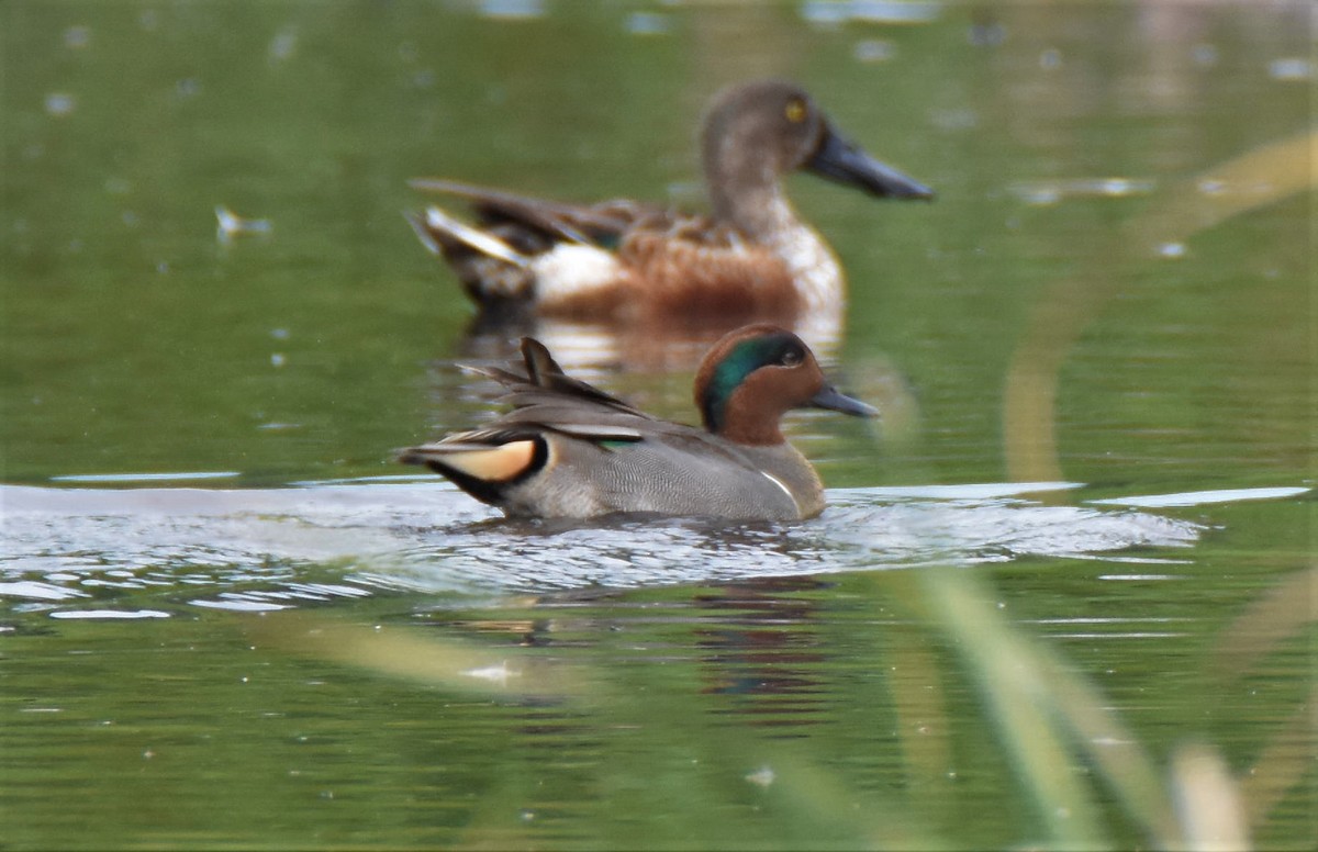 Green-winged Teal - Oveth Fuentes