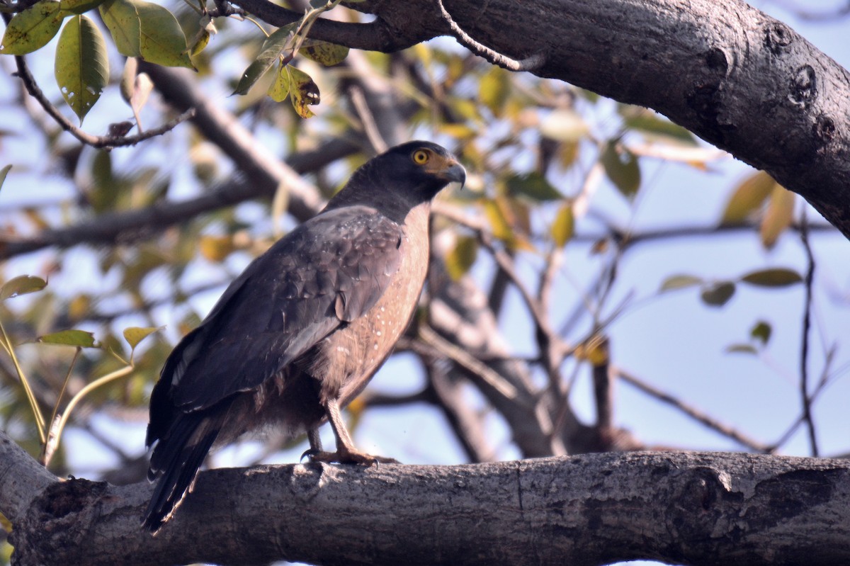 Crested Serpent-Eagle - ML202361001