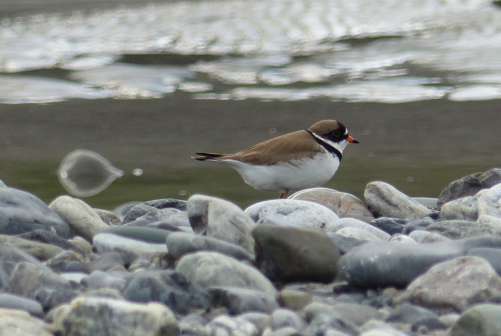 Semipalmated Plover - ML20236611