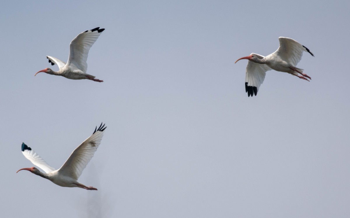 White Ibis - Amiel Hopkins