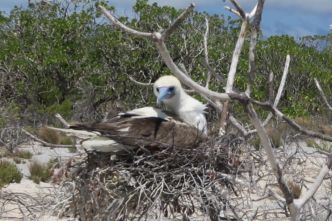 Red-footed Booby - ML202379781