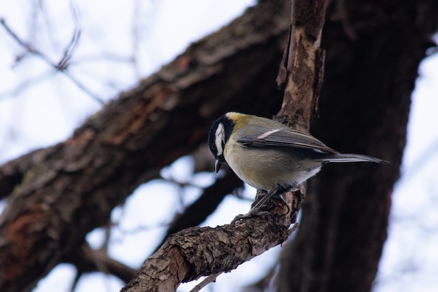 Great Tit - Parus major - Birds of the World