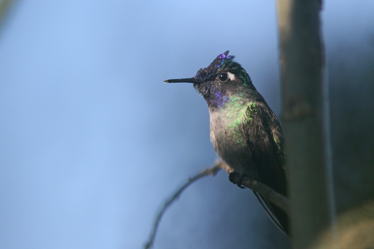 Violet-headed Hummingbird - Larry Therrien