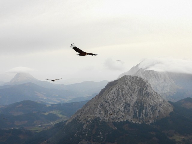 Five birds foraging. - Eurasian Griffon - 