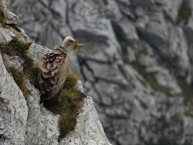 Adult collecting nest material. - Eurasian Griffon - 