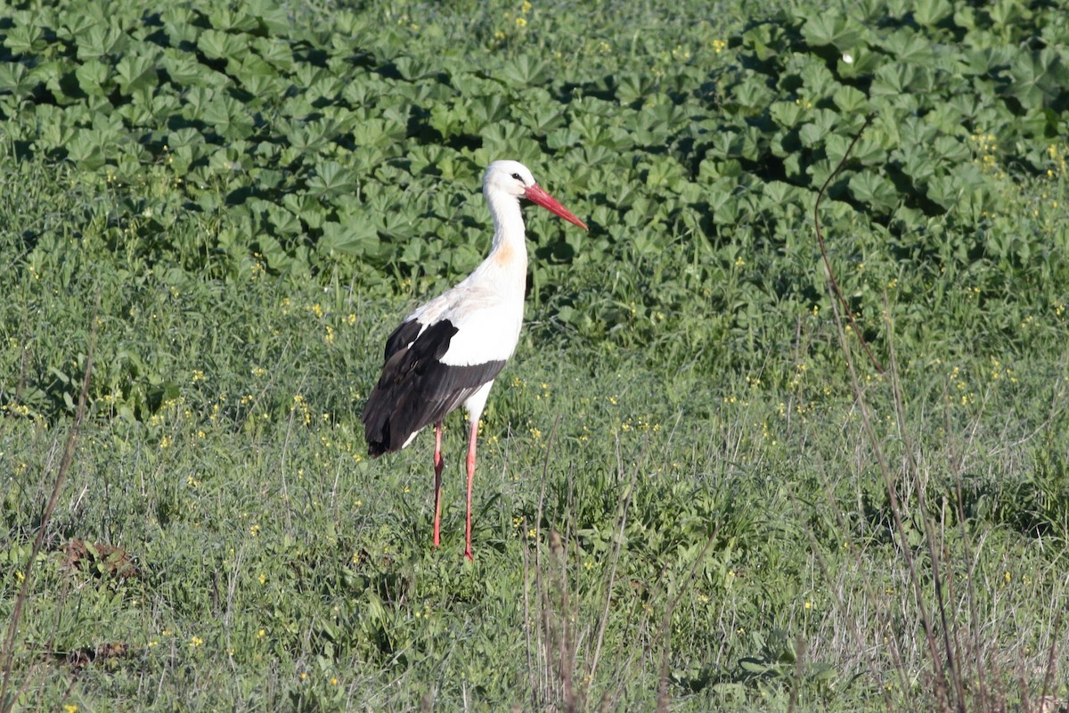 White Stork - ML202385901