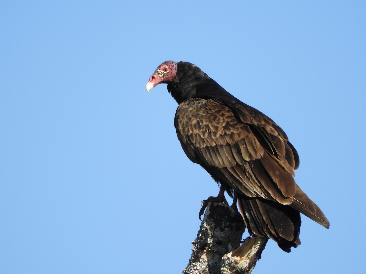 Turkey Vulture - Shane Carroll