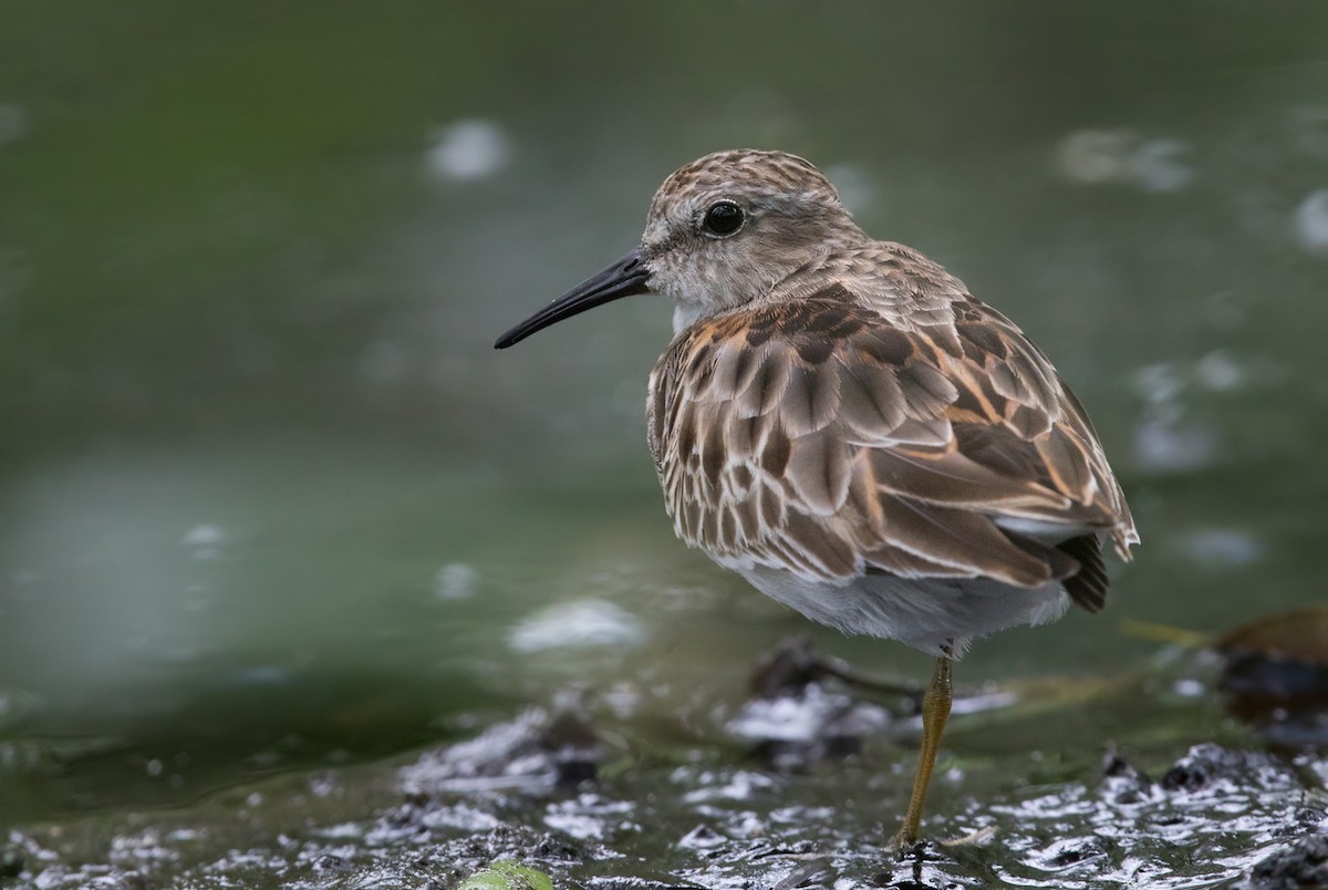 Least Sandpiper - Lars Petersson | My World of Bird Photography