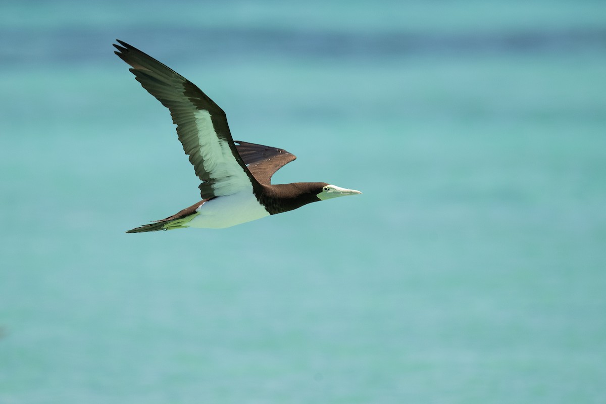 Brown Booby - ML202390241