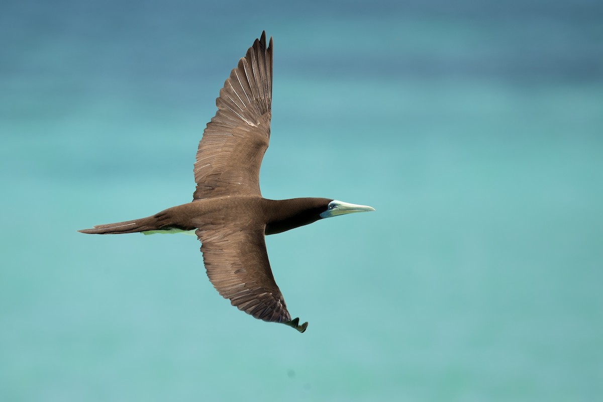 Brown Booby - ML202390271
