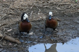 White-faced Whistling-Duck, ML202390941