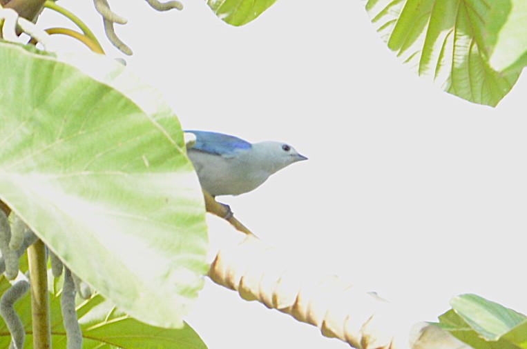 Blue-gray Tanager - ML202391221