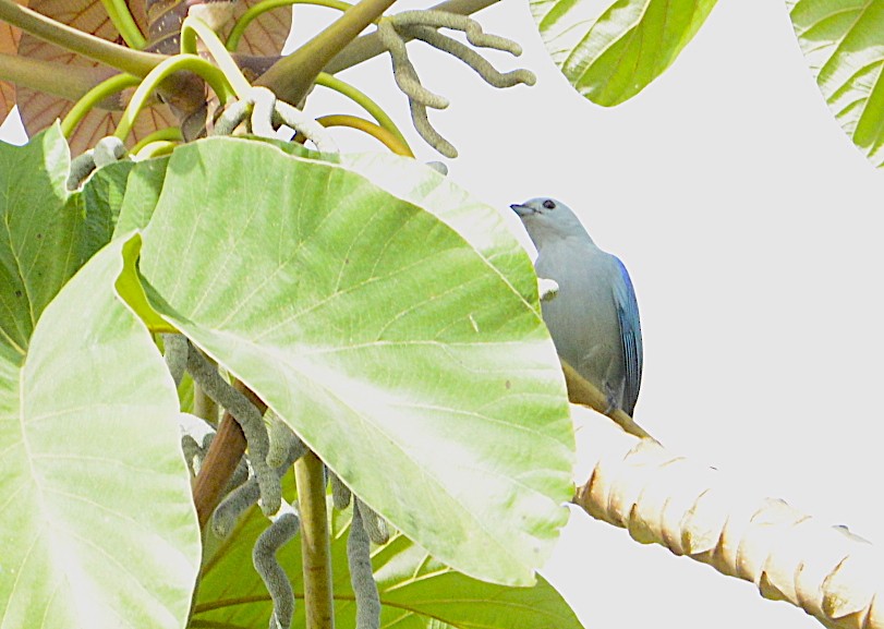 Blue-gray Tanager - ML202391381