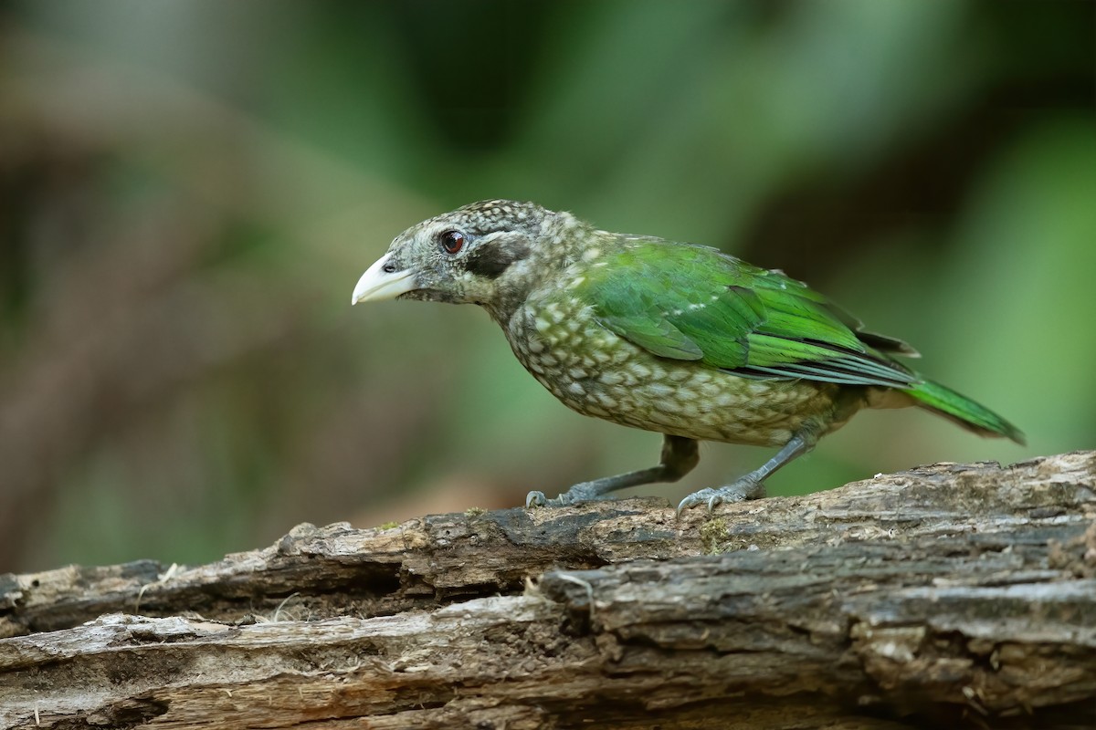 Spotted Catbird - JJ Harrison