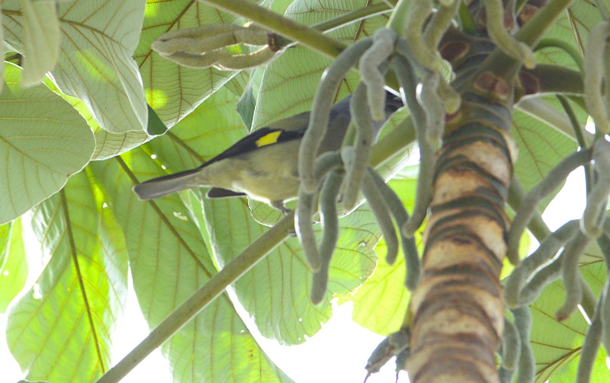Yellow-winged Tanager - ML202391491