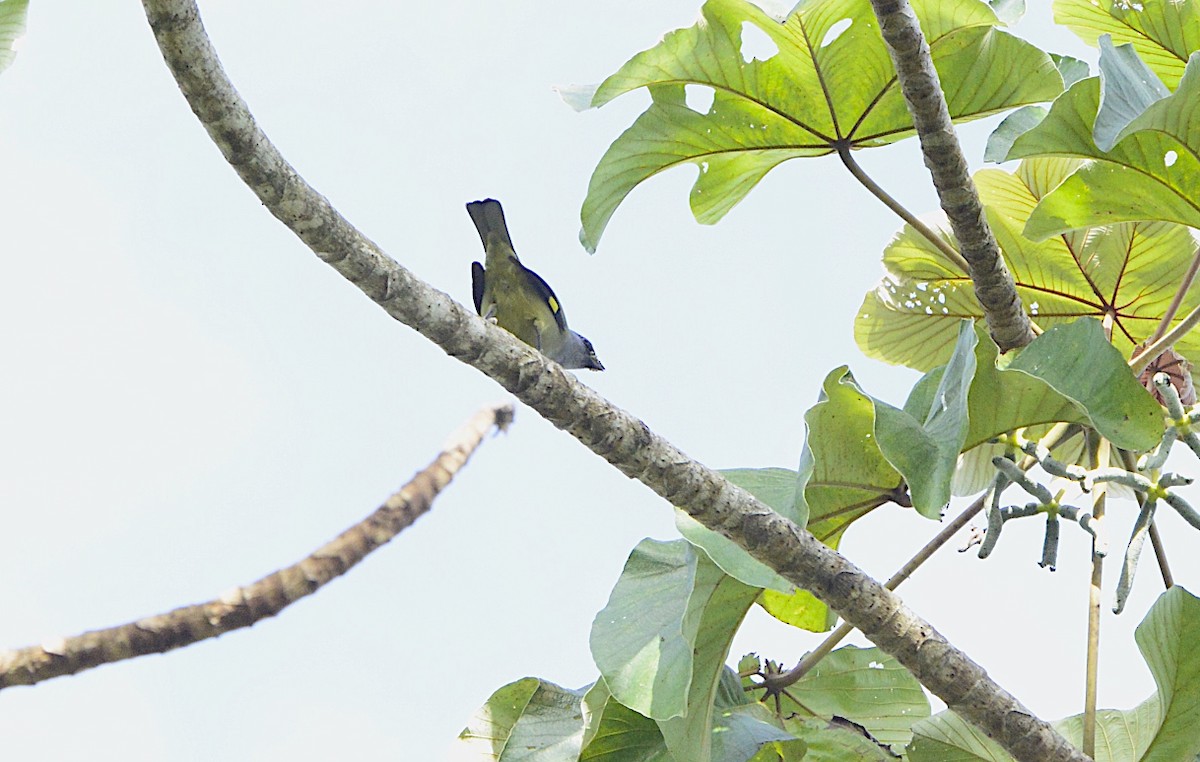 Yellow-winged Tanager - ML202391631