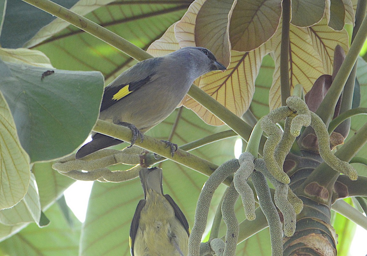 Yellow-winged Tanager - ML202391761