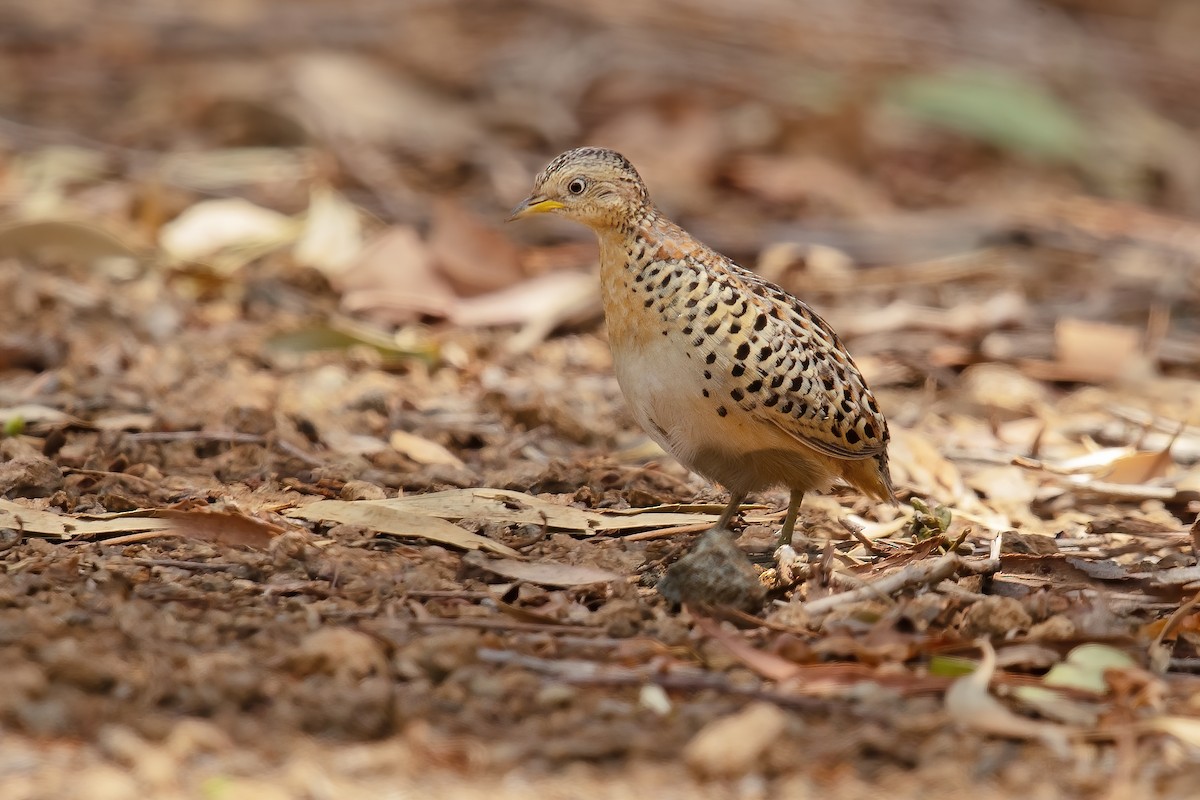 Red-backed Buttonquail - ML202393931