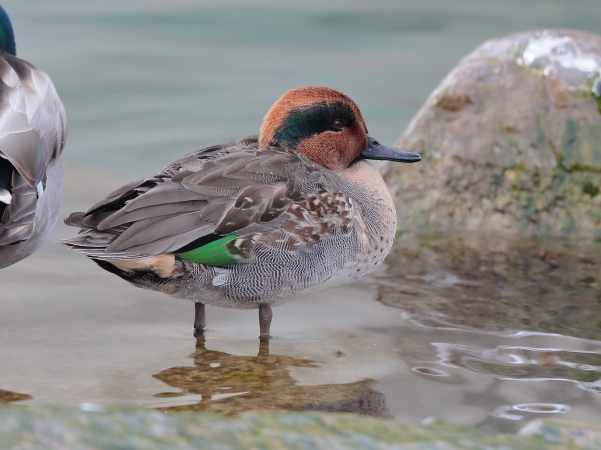 Green-winged Teal - ML202394501