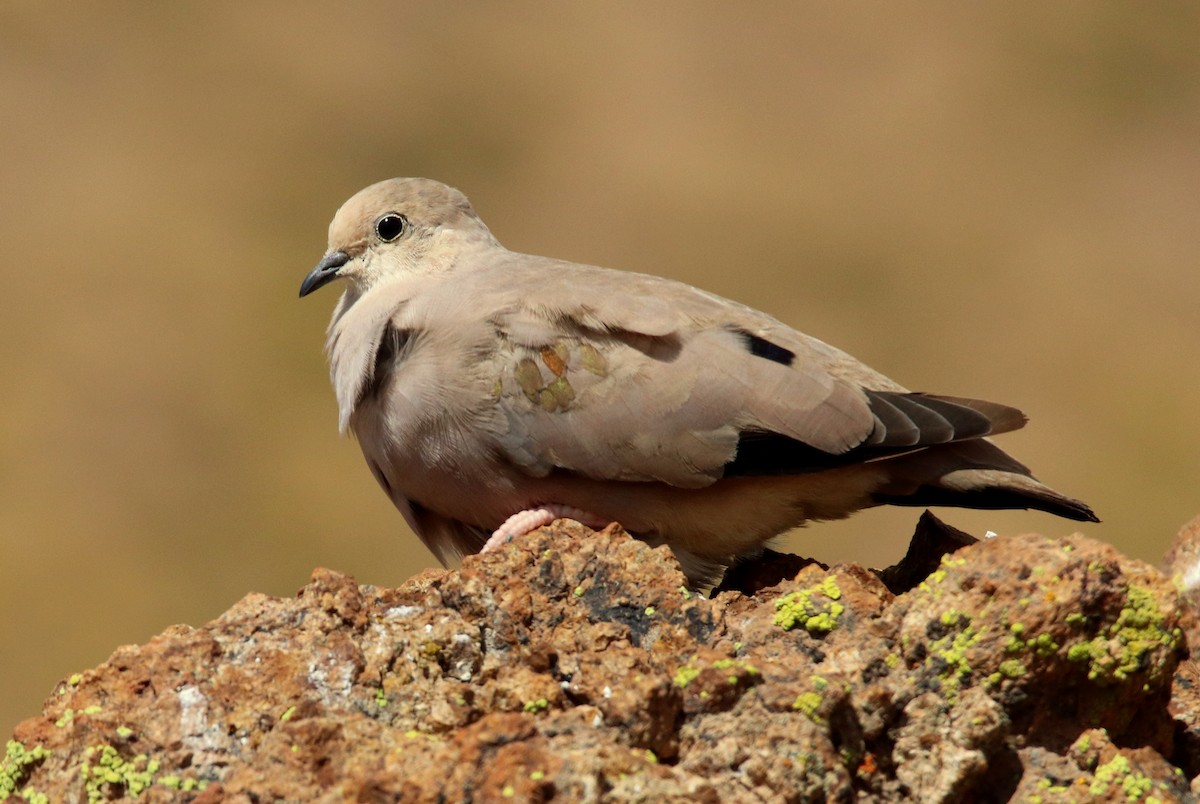 Golden-spotted Ground Dove - ML202394741