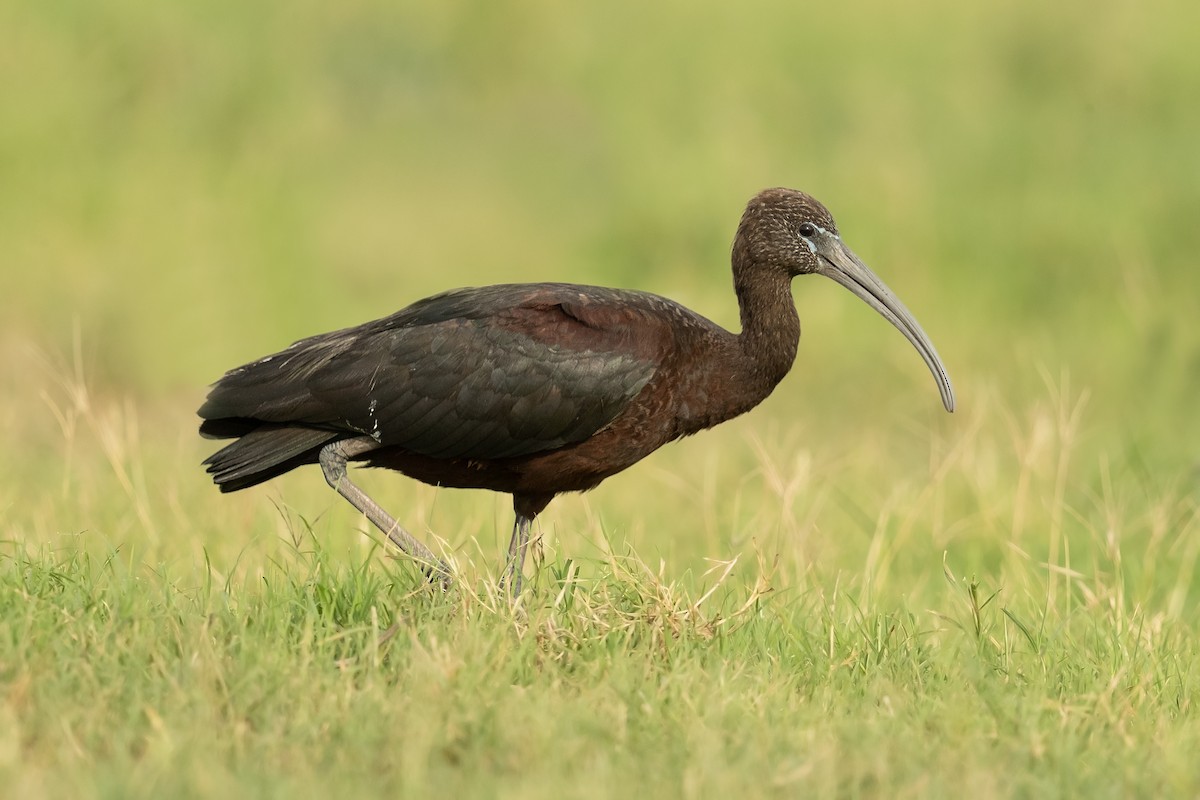 ibis hnědý - ML202394911
