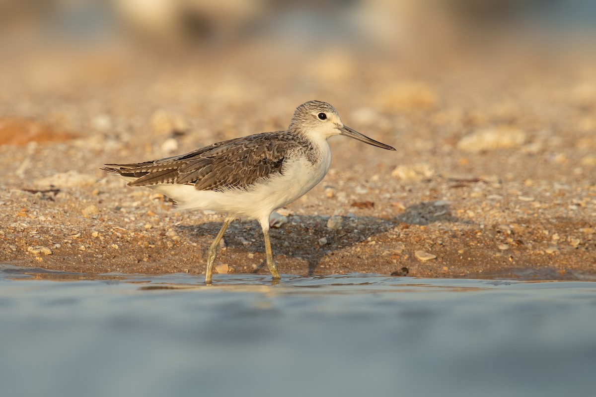 Common Greenshank - JJ Harrison