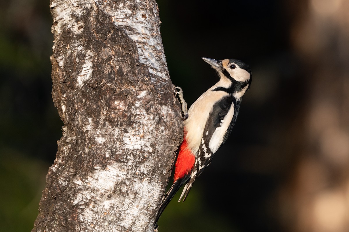 Great Spotted Woodpecker - Hans Norelius