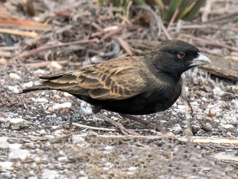 Black-eared Sparrow-Lark - eBird