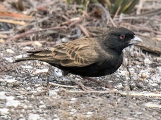  - Black-eared Sparrow-Lark