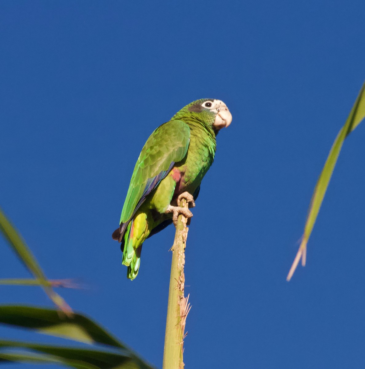 Hispaniolan Parrot - Jim McCormick
