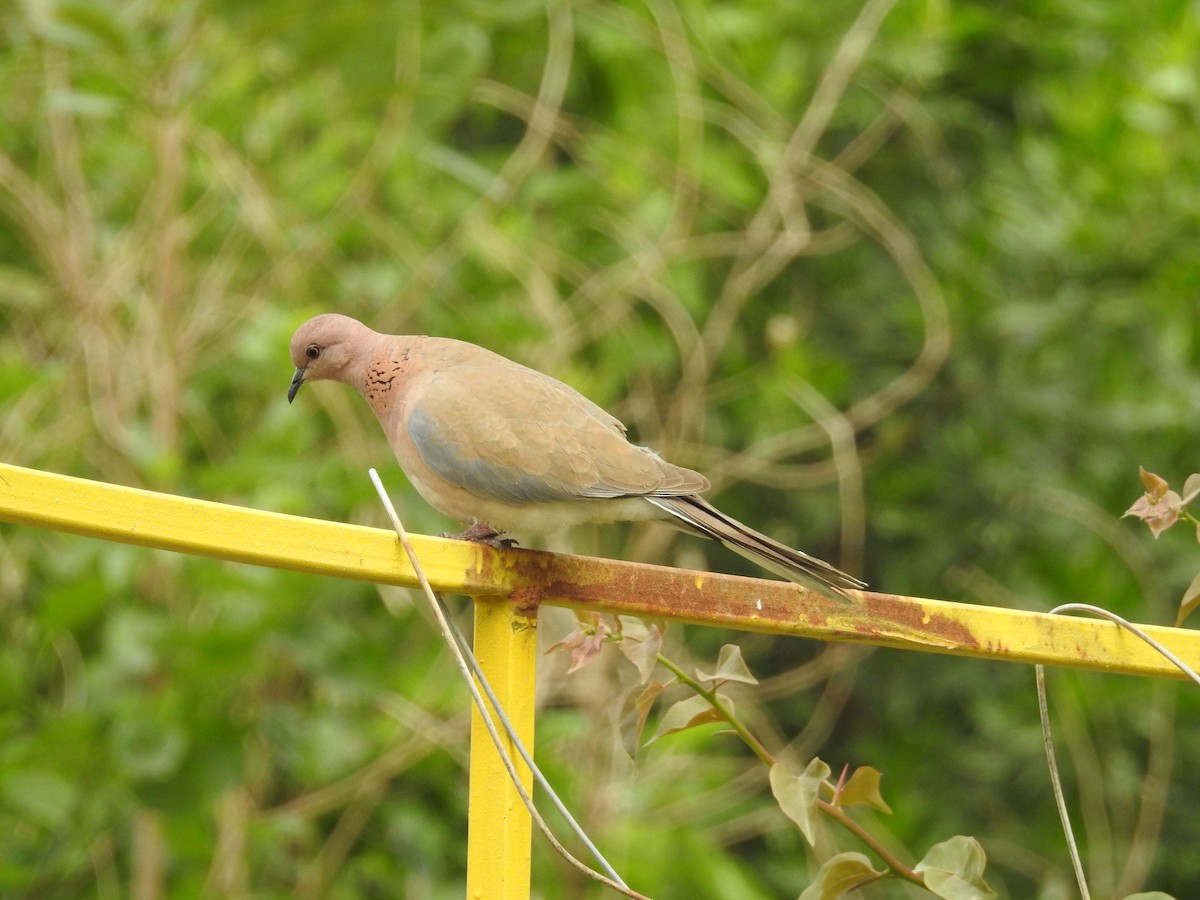 Laughing Dove - ML202408271
