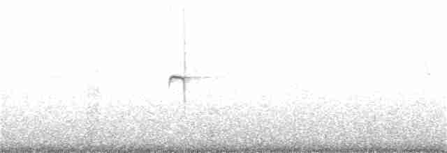 Colibri géant - ML202409181
