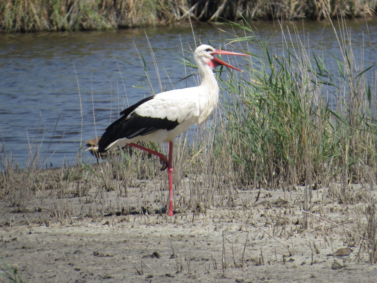 White Stork - Anonymous