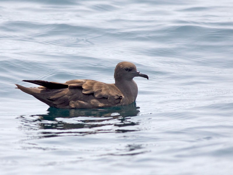 Wedge-tailed Shearwater - Praveen es