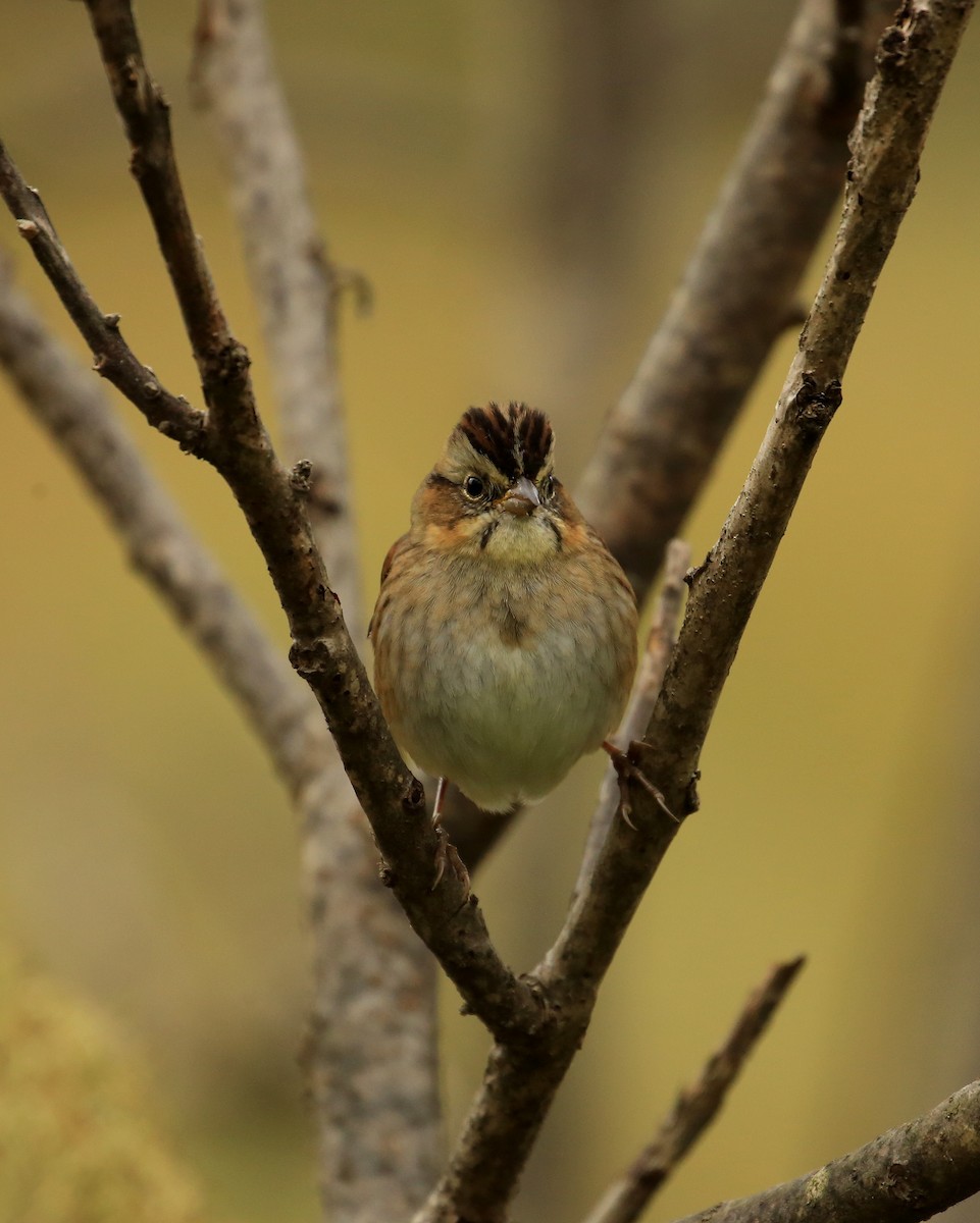Swamp Sparrow - ML20241381