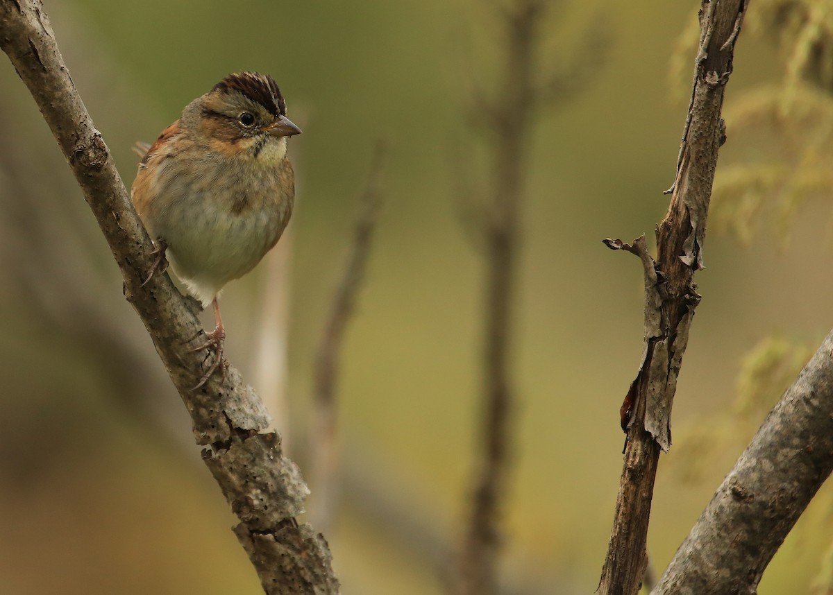 Swamp Sparrow - ML20241391