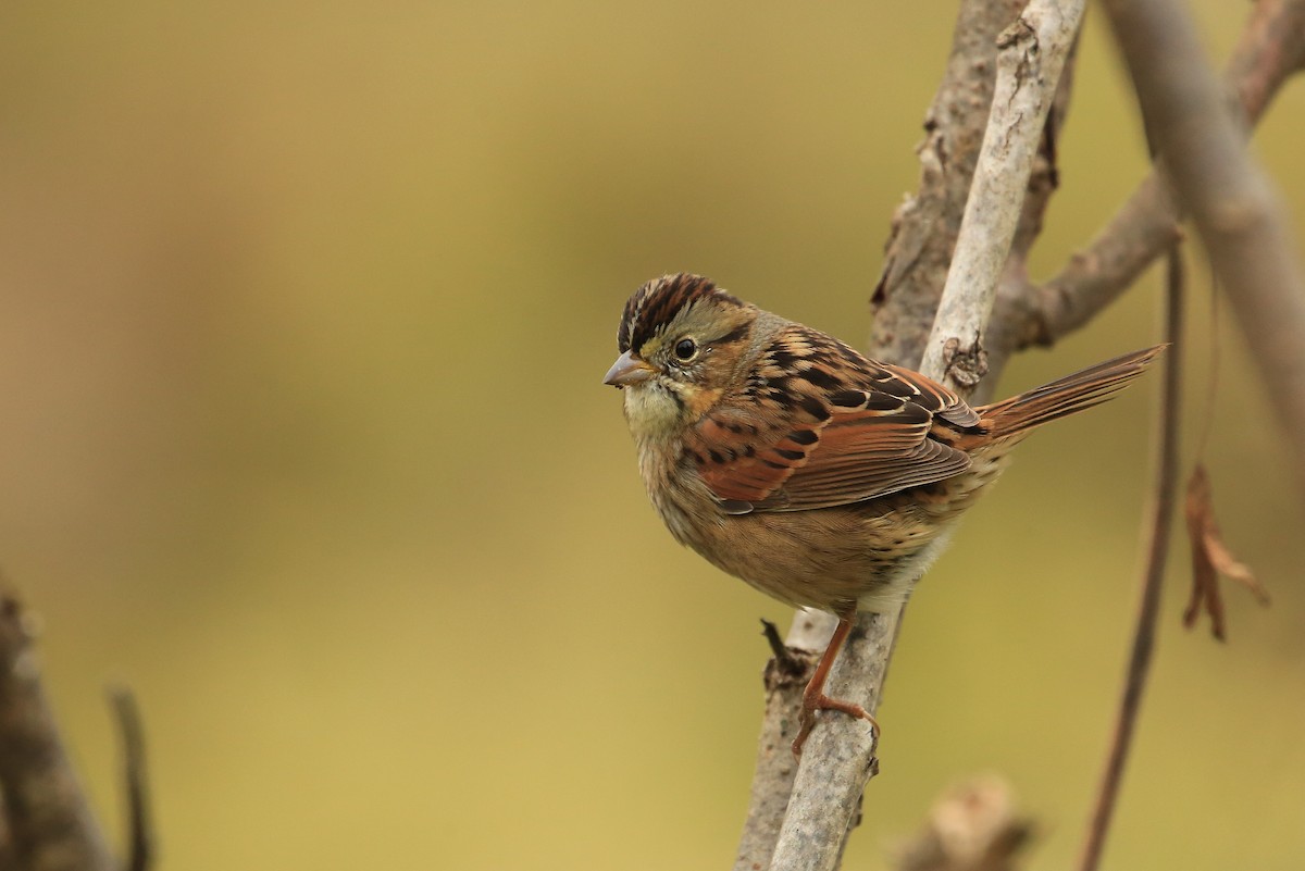Swamp Sparrow - ML20241401