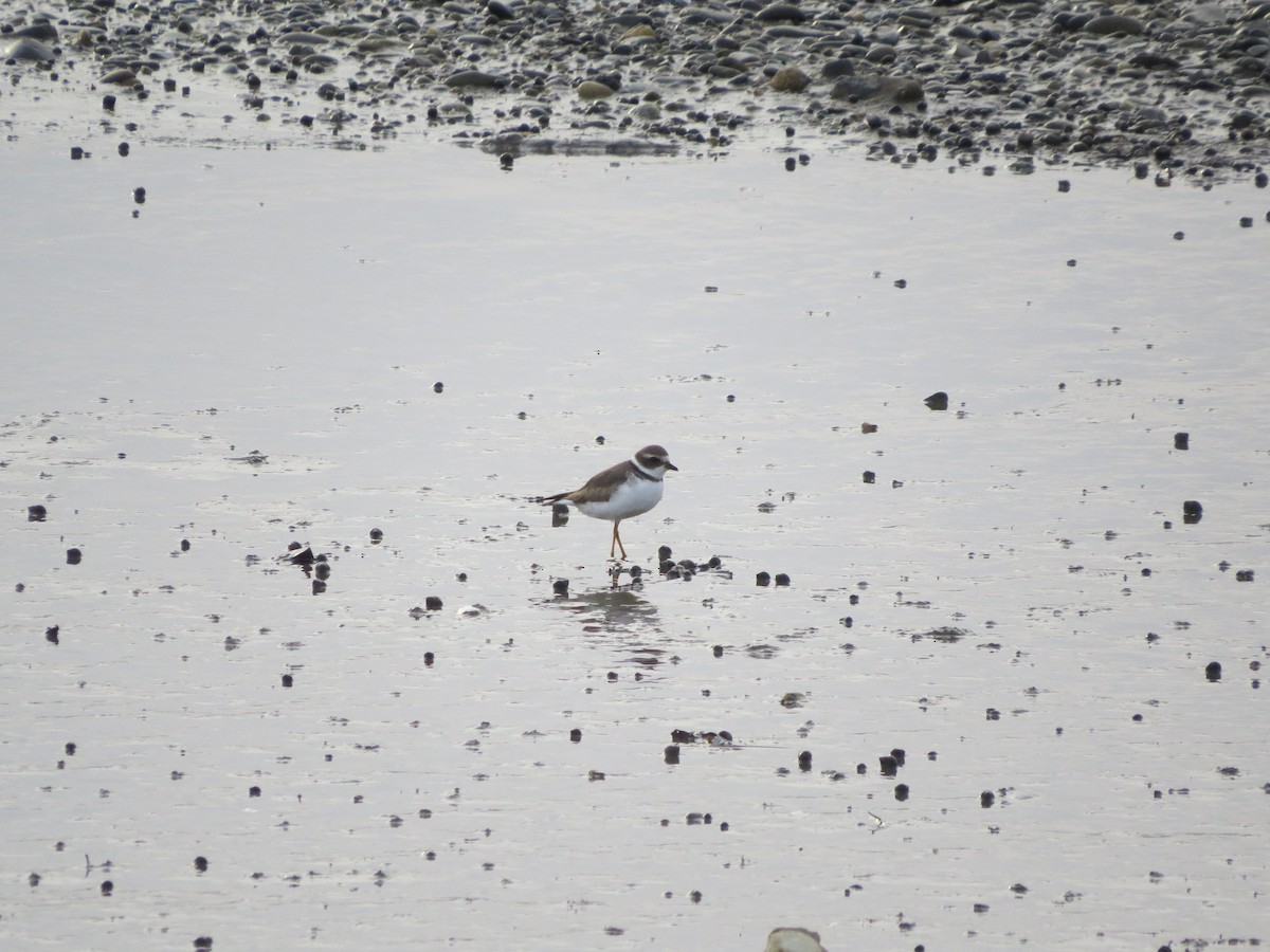 Semipalmated Plover - ML202414841