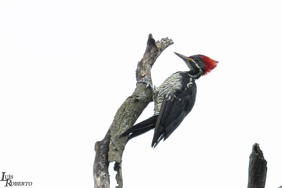 Lineated Woodpecker - Luis Roberto da Silva