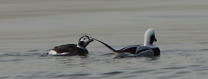 Long-tailed Duck - ML202417651