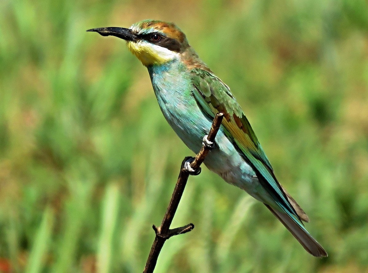 European Bee-eater - ML202418611