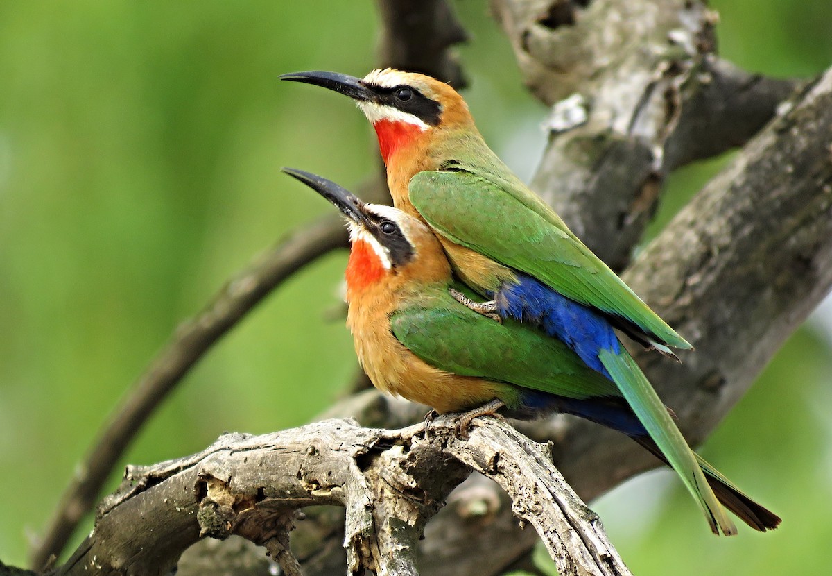 White-fronted Bee-eater - Helen Nickisson