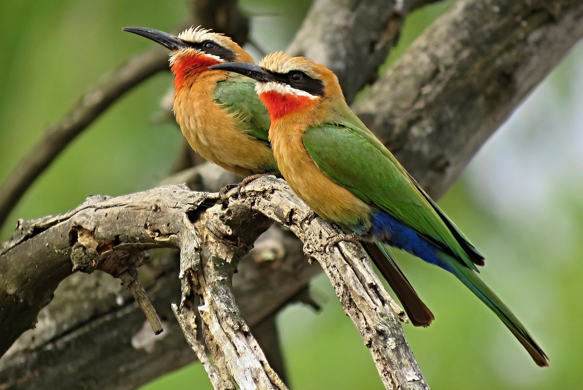 White-fronted Bee-eater - ML202421811